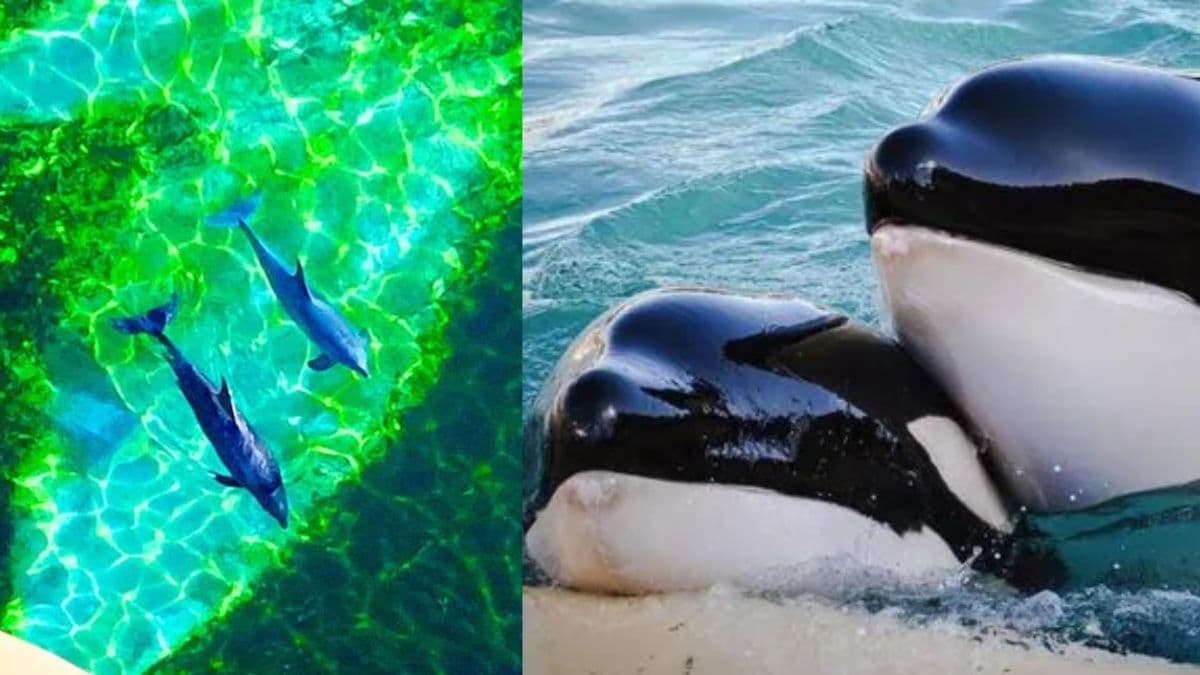 Abandoned orcas trapped .jpg