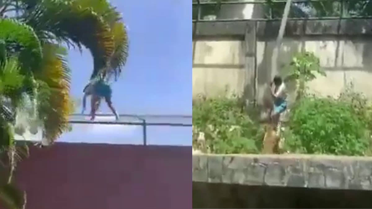 BRAZIL LION TEEN KILLED.jpg