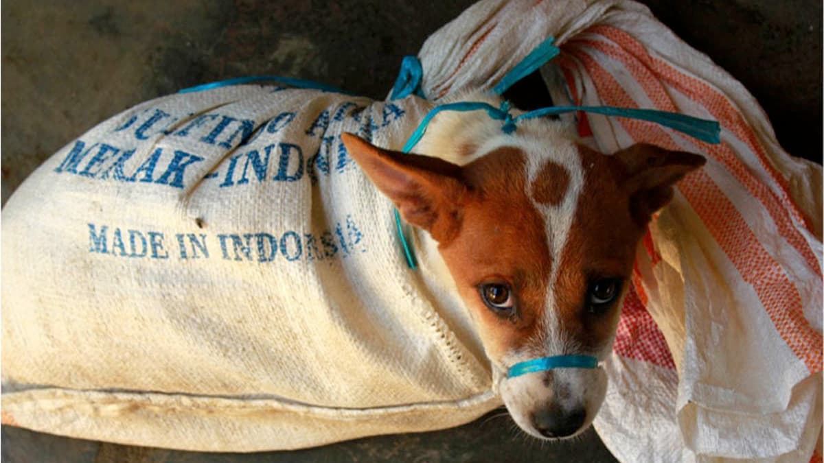 Dog free meat Indonesia.jpg