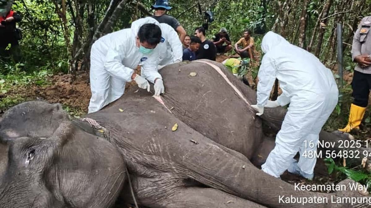 Sumatran elephant death-Nov 2025.jpg