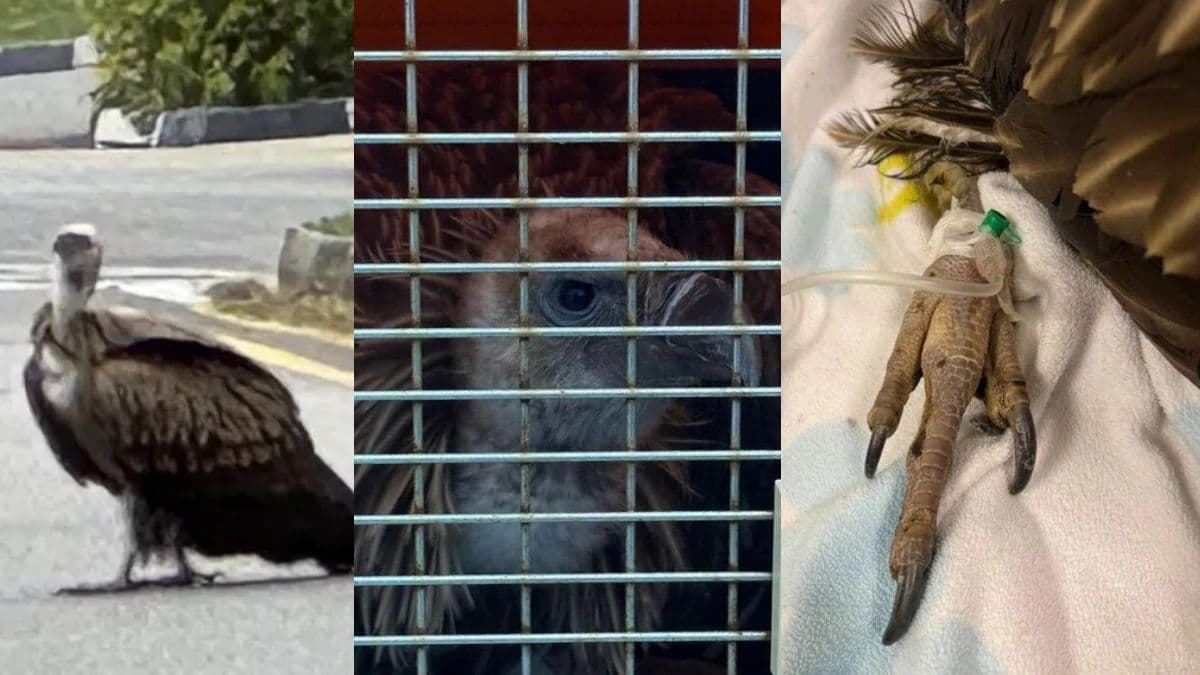 acres-himalayan vulture.jpg