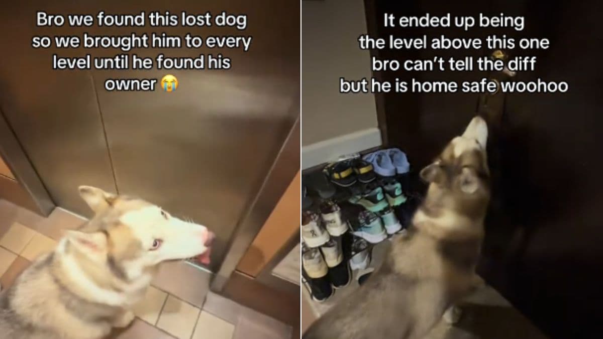 couple helped dog reunites with its owner.jpg