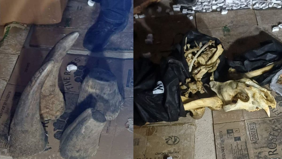 rhinos horn-nparks.jpg