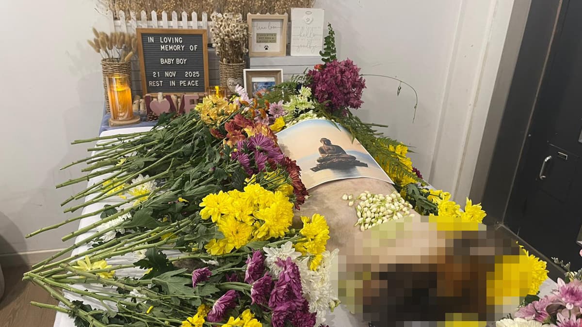 seletar senior dog.jpg