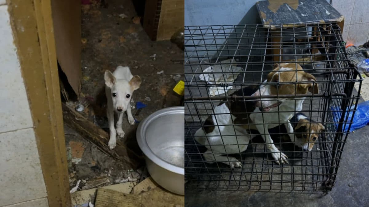 Animal cruelty case sparks outrage after dogs found starved, some allegedly thrown from high-rise.jpg