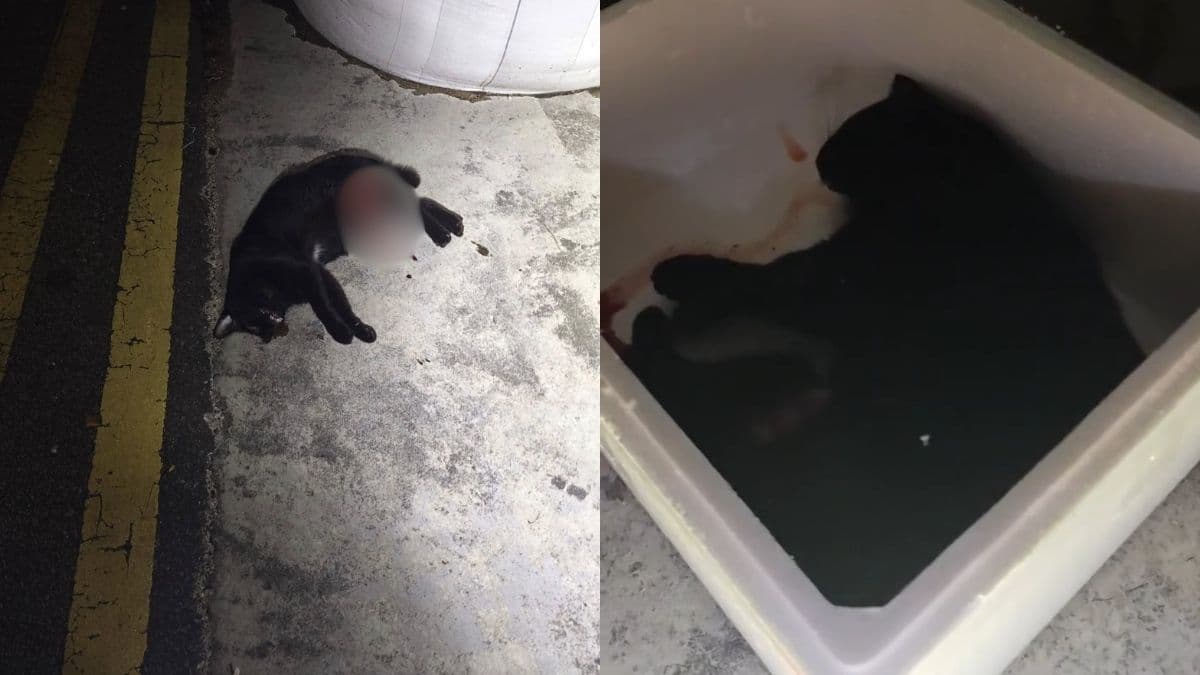 Authorities probe death of community cat Xiao Hei in Woodlands industrial park.jpg