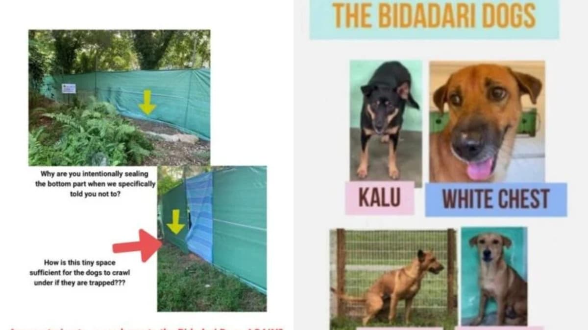 Bidadari dogs update.jpg