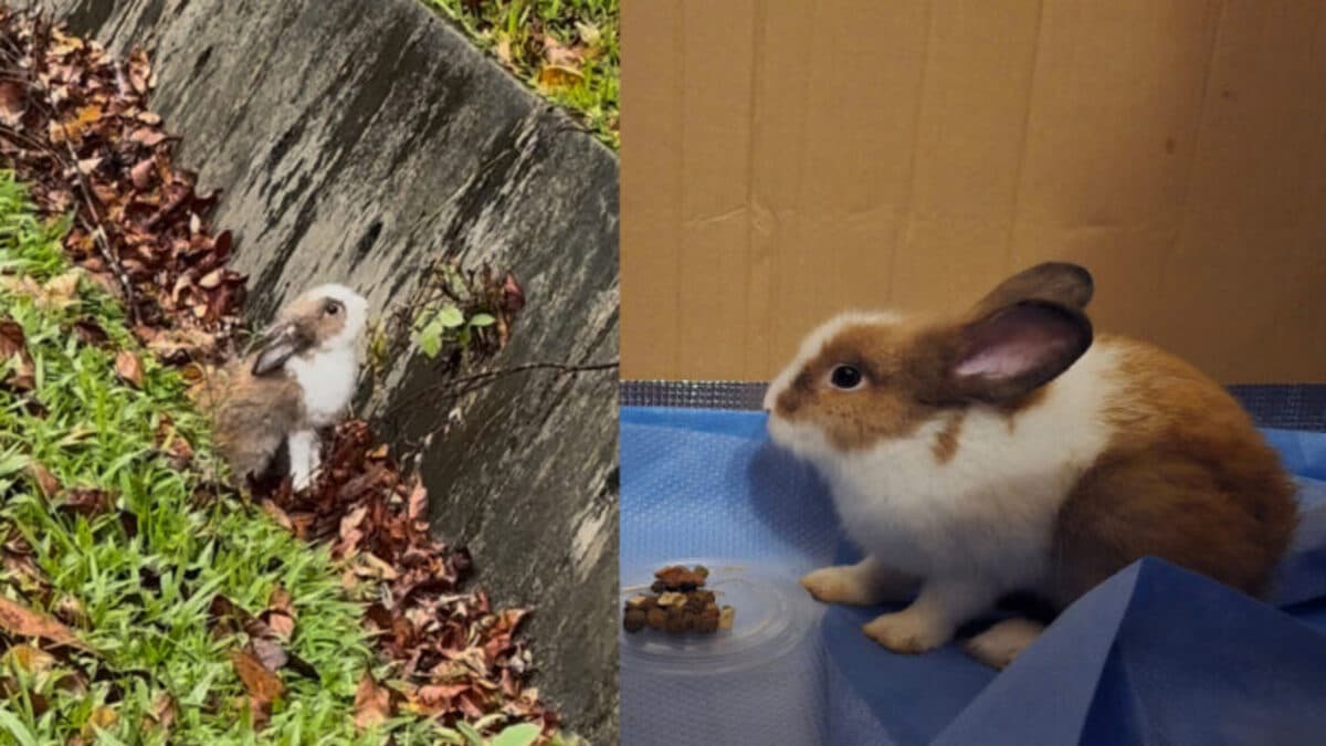 Chestnut Nature Park rabbit.jpg