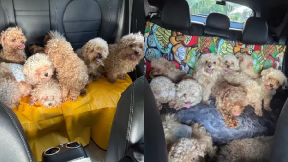 Dog without license at Wak Hassan Drive.jpg