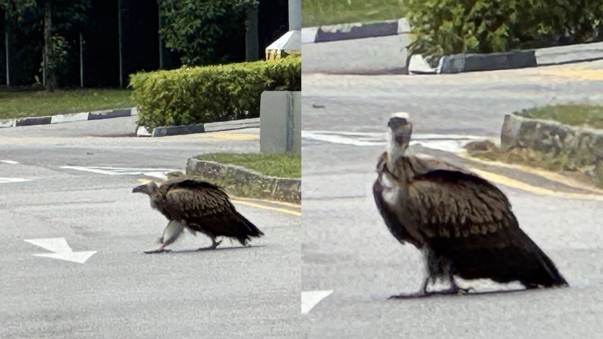 Himalayan vulture spotted along ECP, safely rescued by ACRES in Singapore.jpg