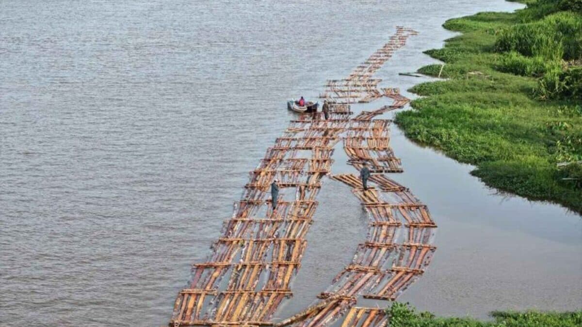 Illegal logging timber Kalimantan Katapang.jpeg