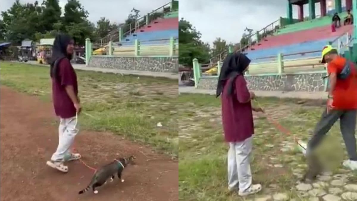 Indonesia police probe viral video of cat kicking that led to death in Central Java.jpg