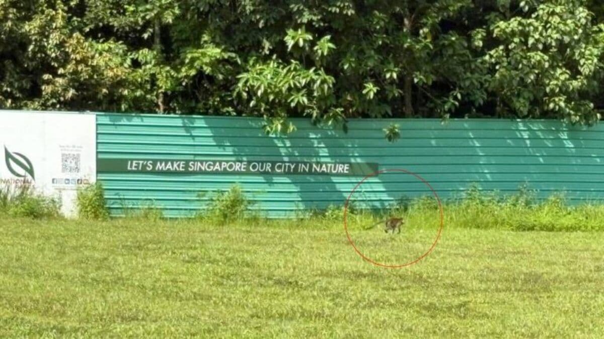 Macaques at Lentor Hillock Park.jpg