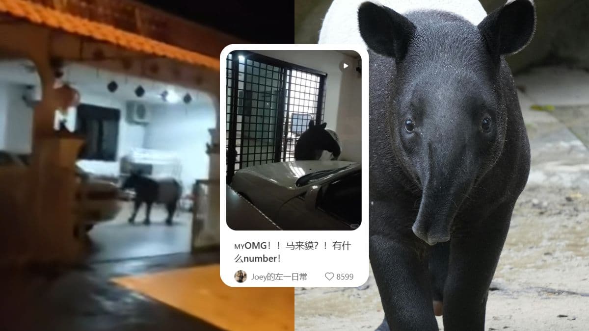 Malayan Tapir Wanders into Malaysian Home at Night — Viral Video Mistaken for AI Fake.jpg