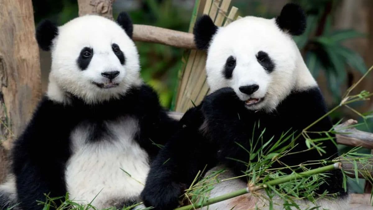 Malaysia to receive new pair of giant pandas for 10-year conservation programme.jpg