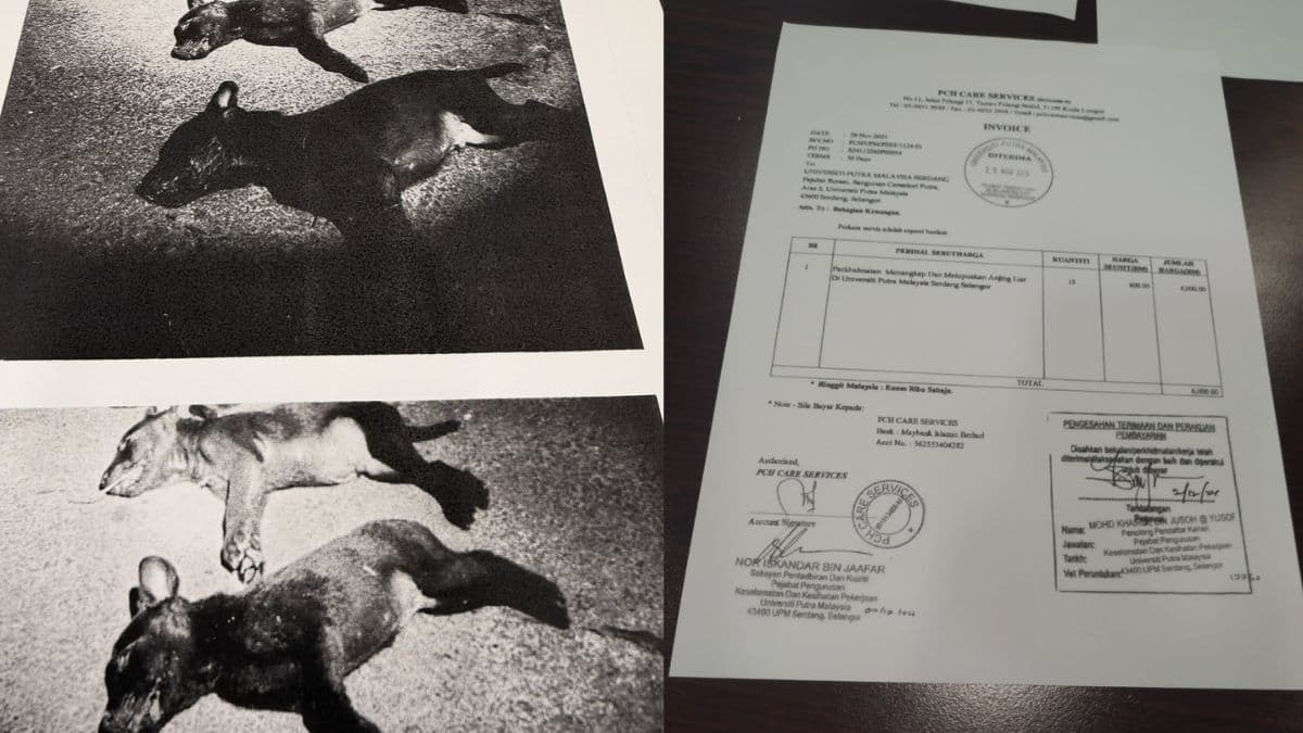 Malaysian university accused of paying to kill stray dogs on campus.jpg