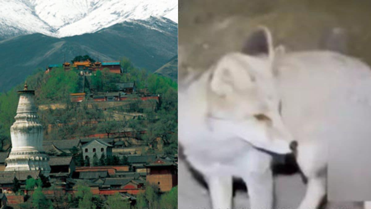Man in China lost on Mount Wutai says fox led him to safety, sparks debate on ‘spiritual’ encounter.jpg