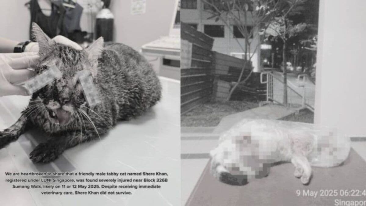 Nparks cat Yishun.jpg