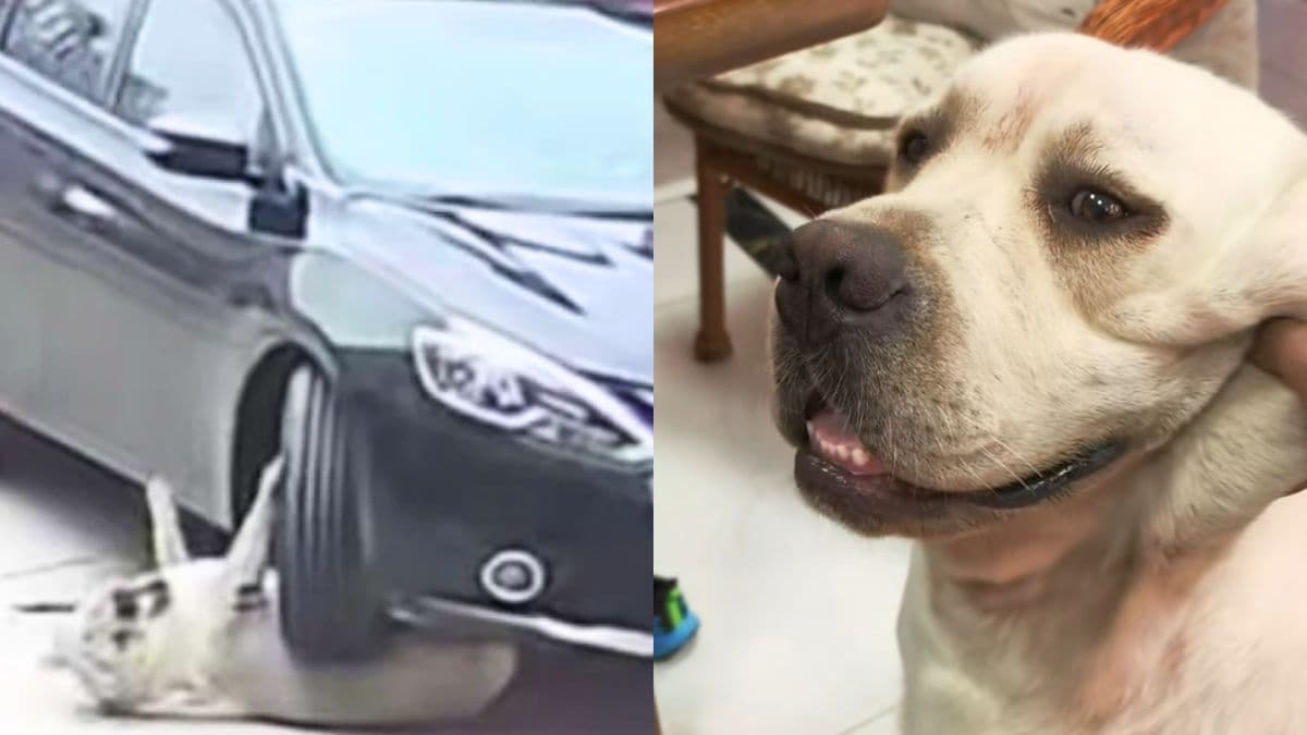 Overweight dog in China survives car accident thanks to its “protective fat”.jpg