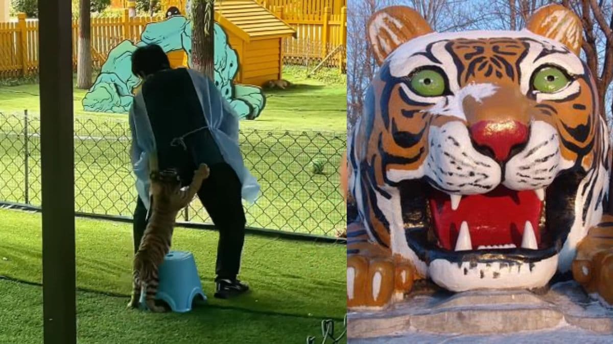 Playful tiger cub ambushes zookeeper in China’s Siberian Tiger Park.jpg