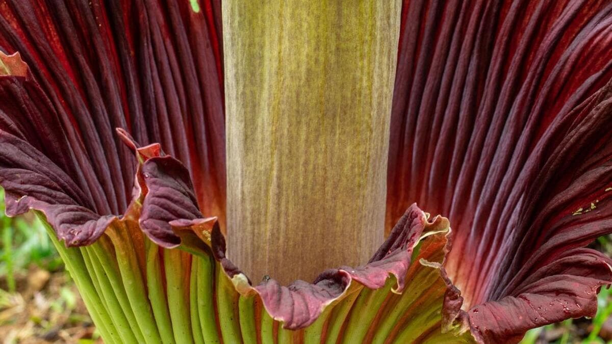 Rafflesia arnoldii.jpg