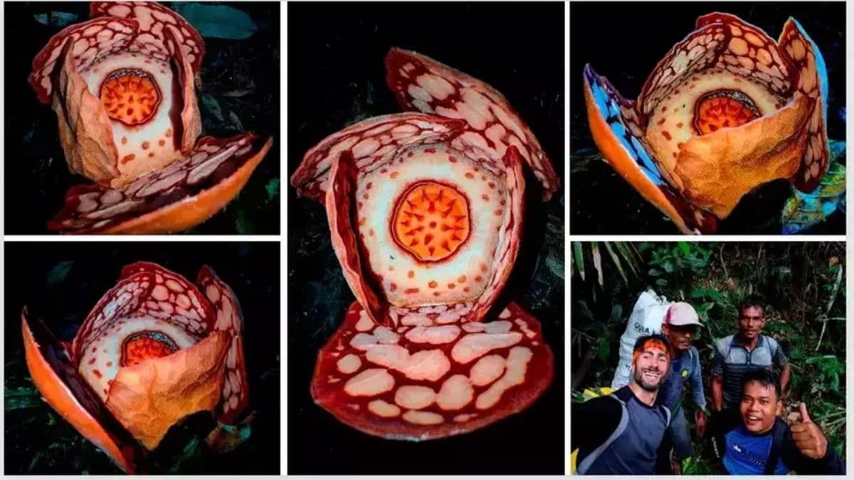 Rare Rafflesia hasseltii Discovered in West Sumatra Forest