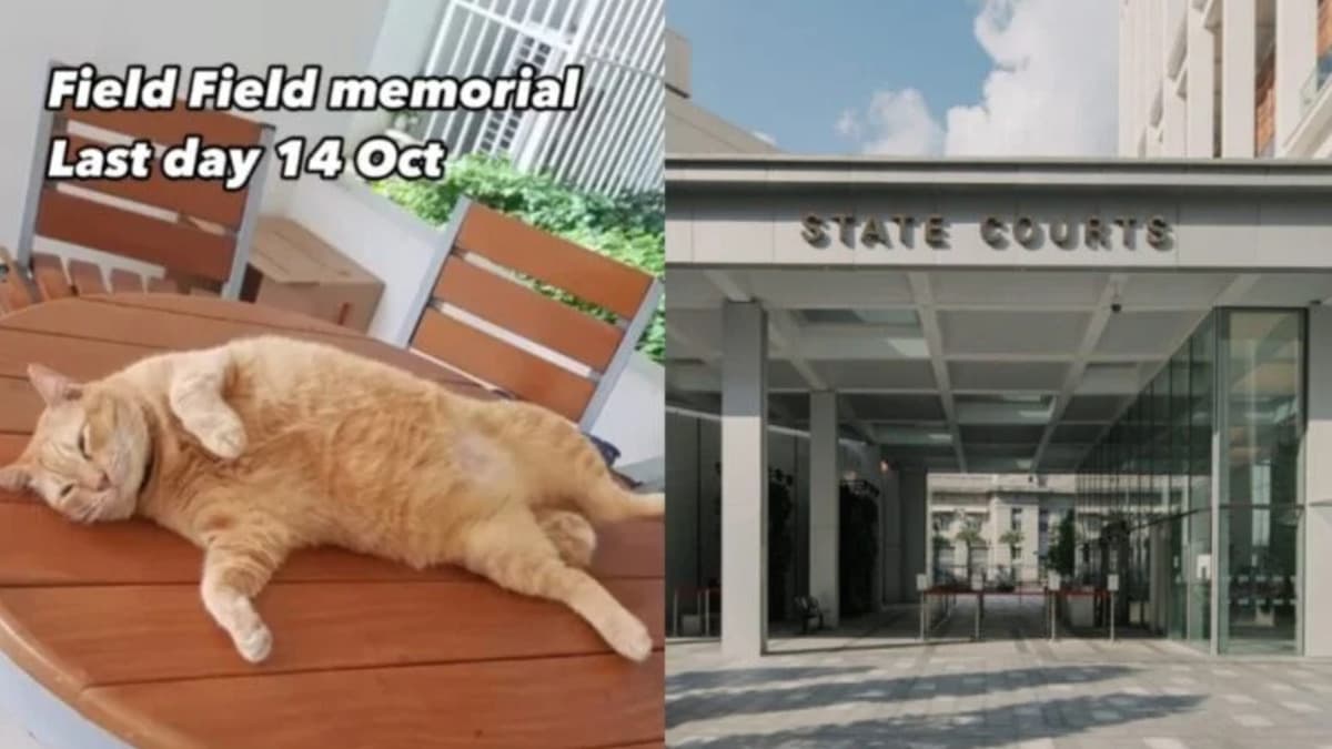 Singaporean abused cat-July 2025.jpg