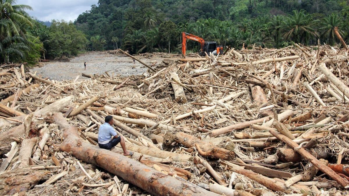 Sumatra flood woods.jpg