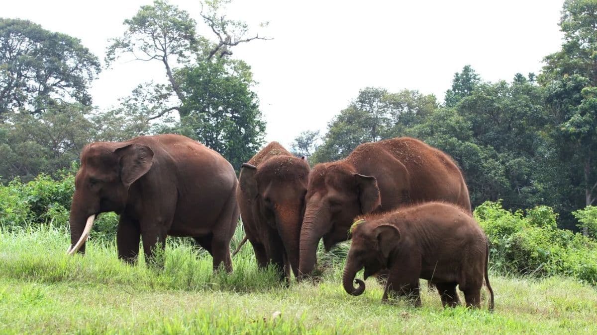 Sumatran elephant.jpg