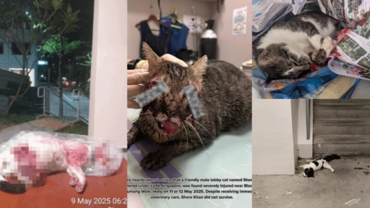 Suspected cat cruelty case.jpg