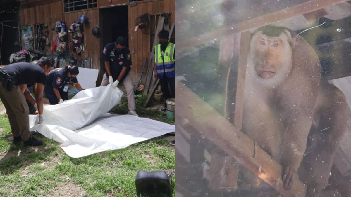 Thai pensioner was killed after aggressive wild macaque attacks him at home.jpg
