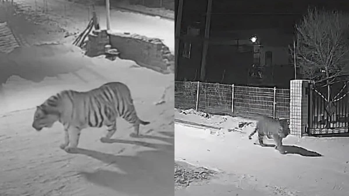 Tiger enters village in Jilin, drags away pet dog as authorities issue safety alert.jpg