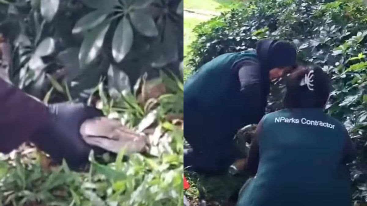 Two NParks contractors in Singapore praised for calmly capturing reticulated python at Ang Mo Kio.jpg