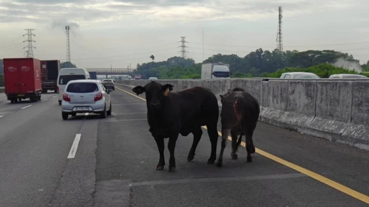 Two cows running along the Jakarta–Cikampek Toll Road