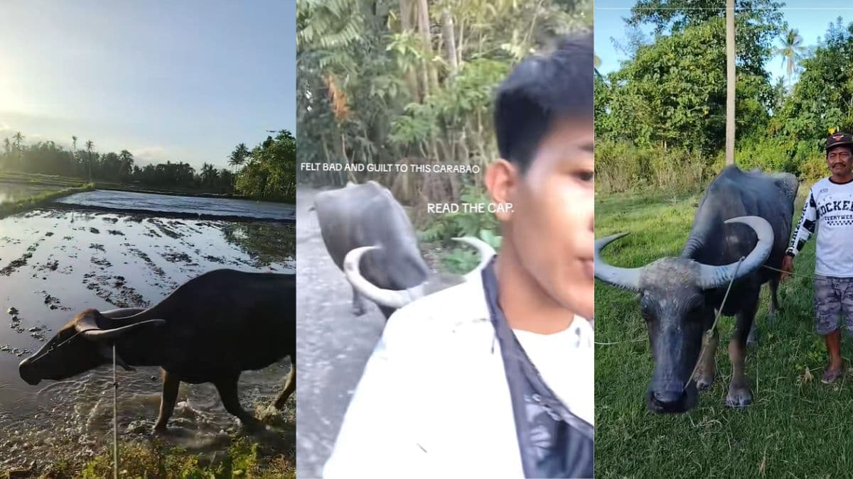 carabao ph saved.jpg