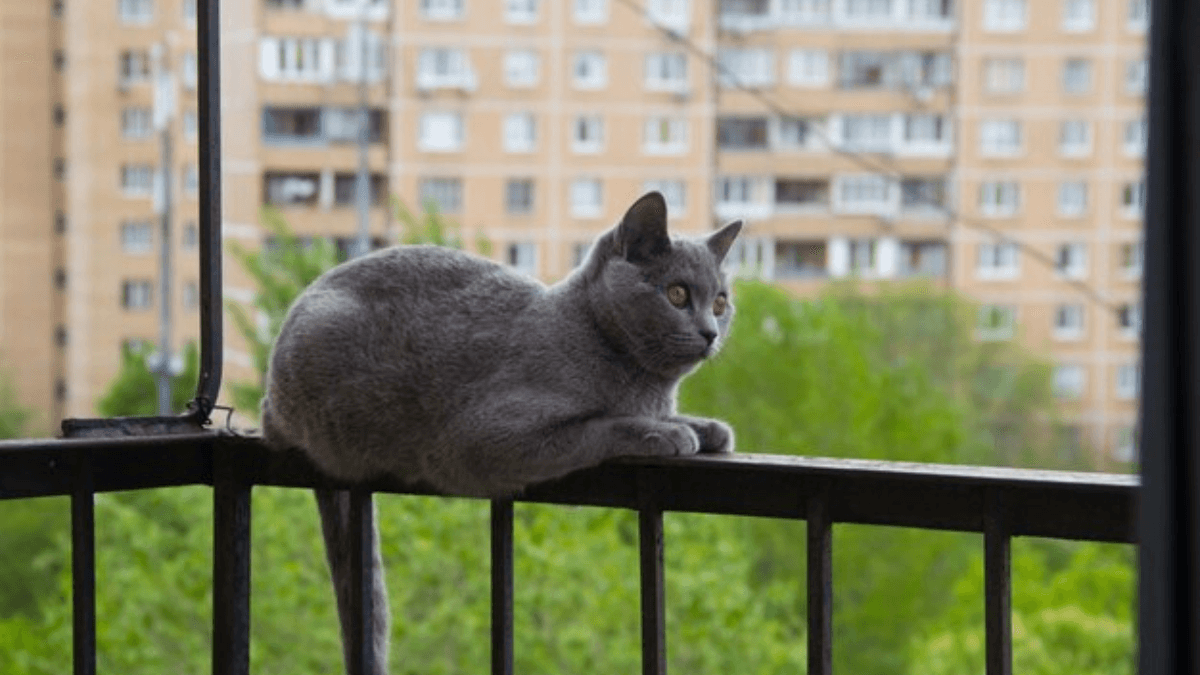 cat-balcony (1).png