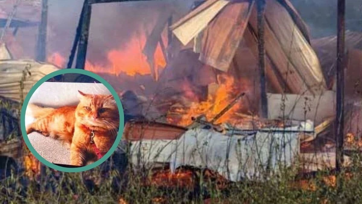 cat fire kelantan.jpg