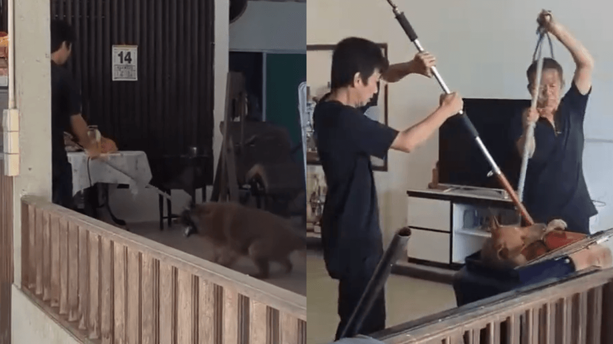 dog trapping NParks.png