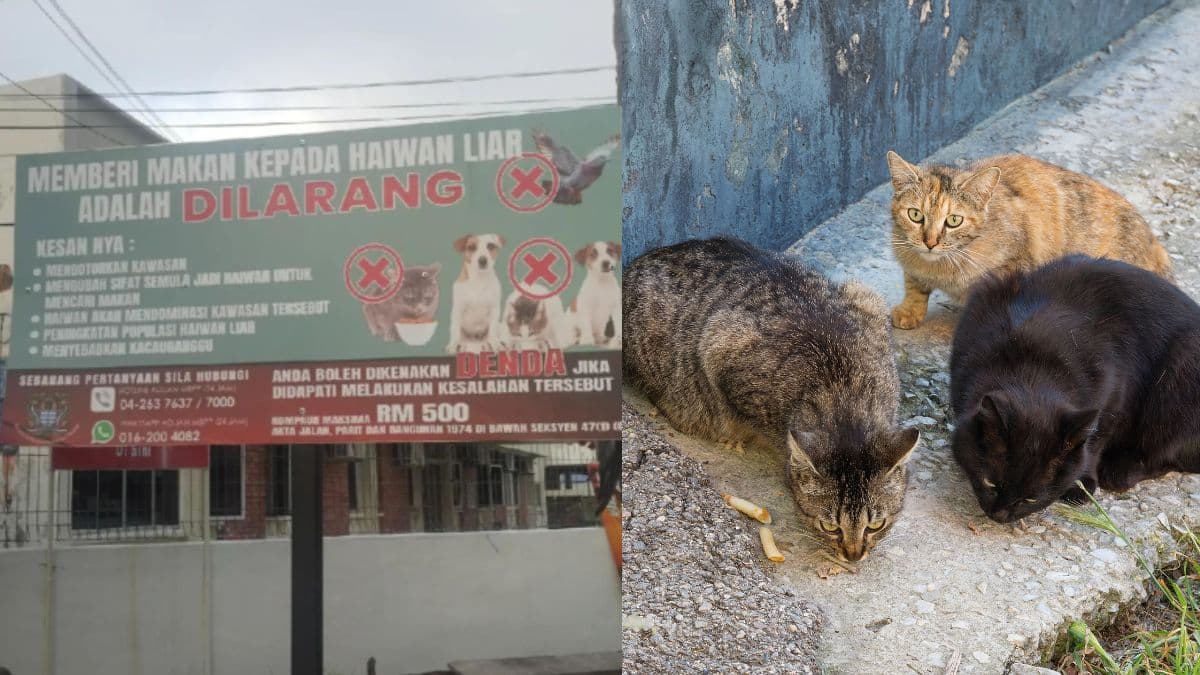dont feed stray.jpg