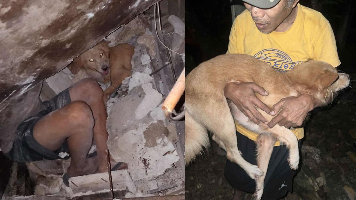 hero dog cebu.jpg
