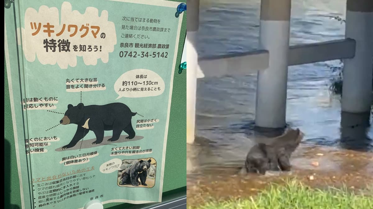 japanese bear.jpg