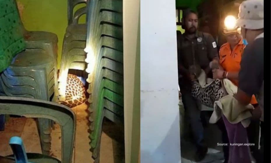 javan leopard at kuningan.jpg